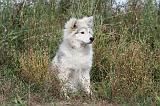 CHIEN FINNOIS DE LAPONIE 211